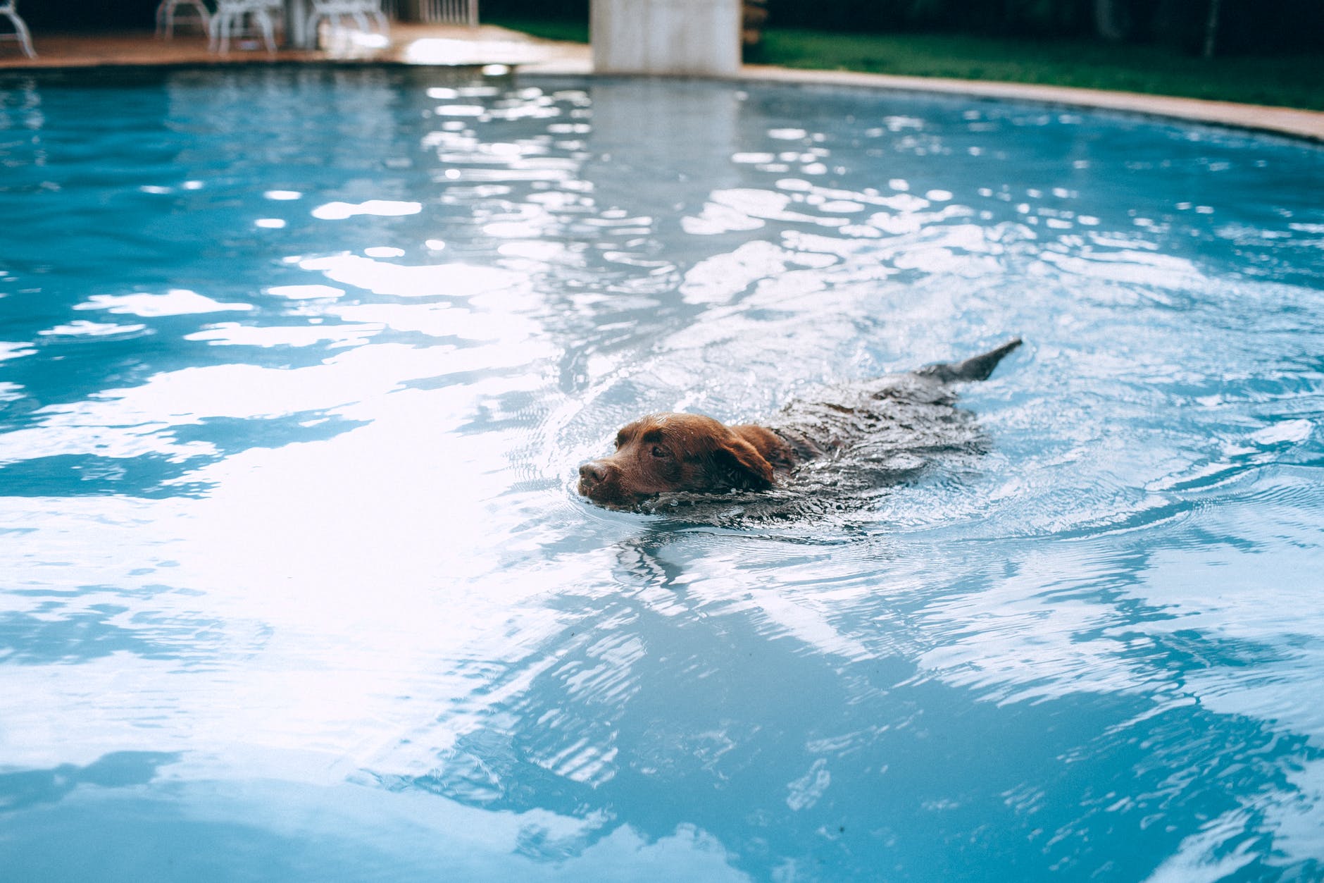 can dogs go underwater